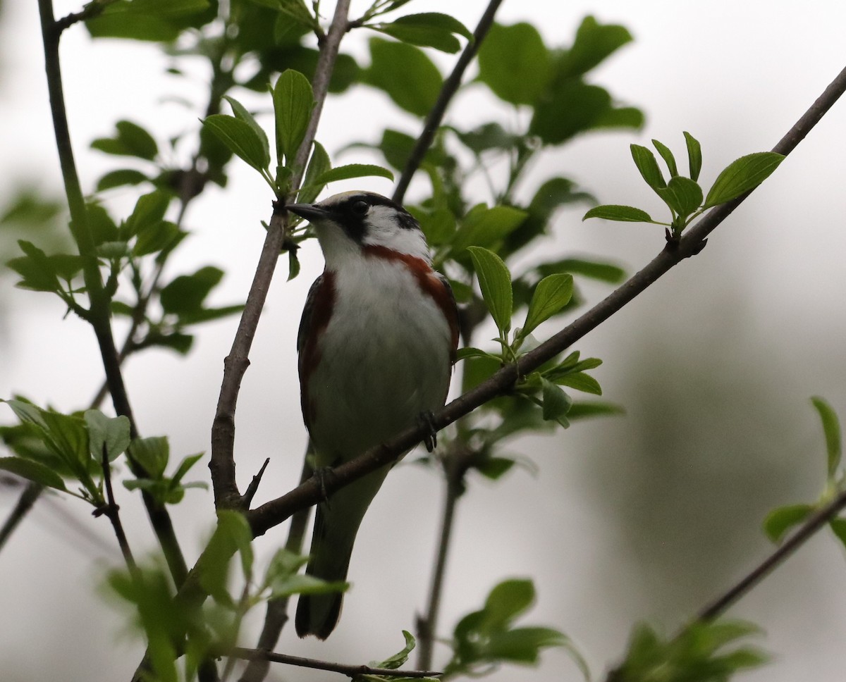 Chestnut-sided Warbler - Chris S