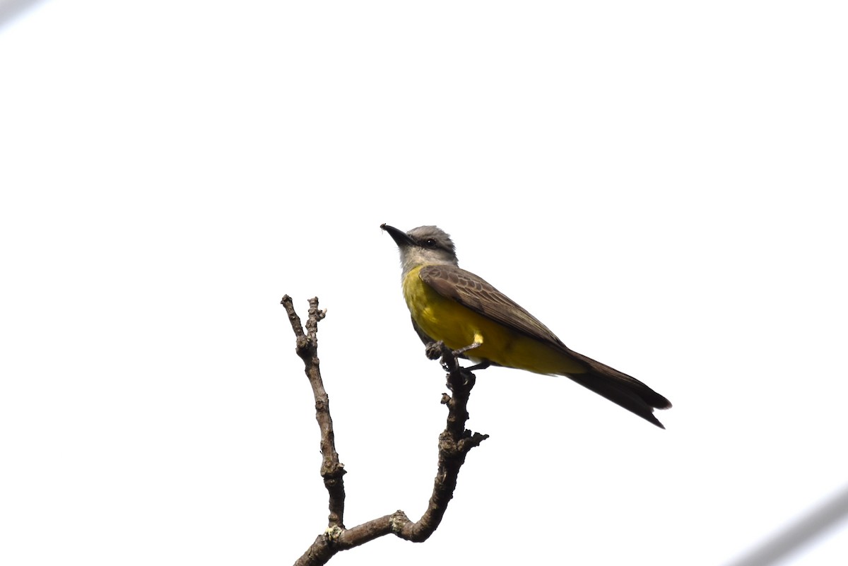 Tropical Kingbird - irina shulgina