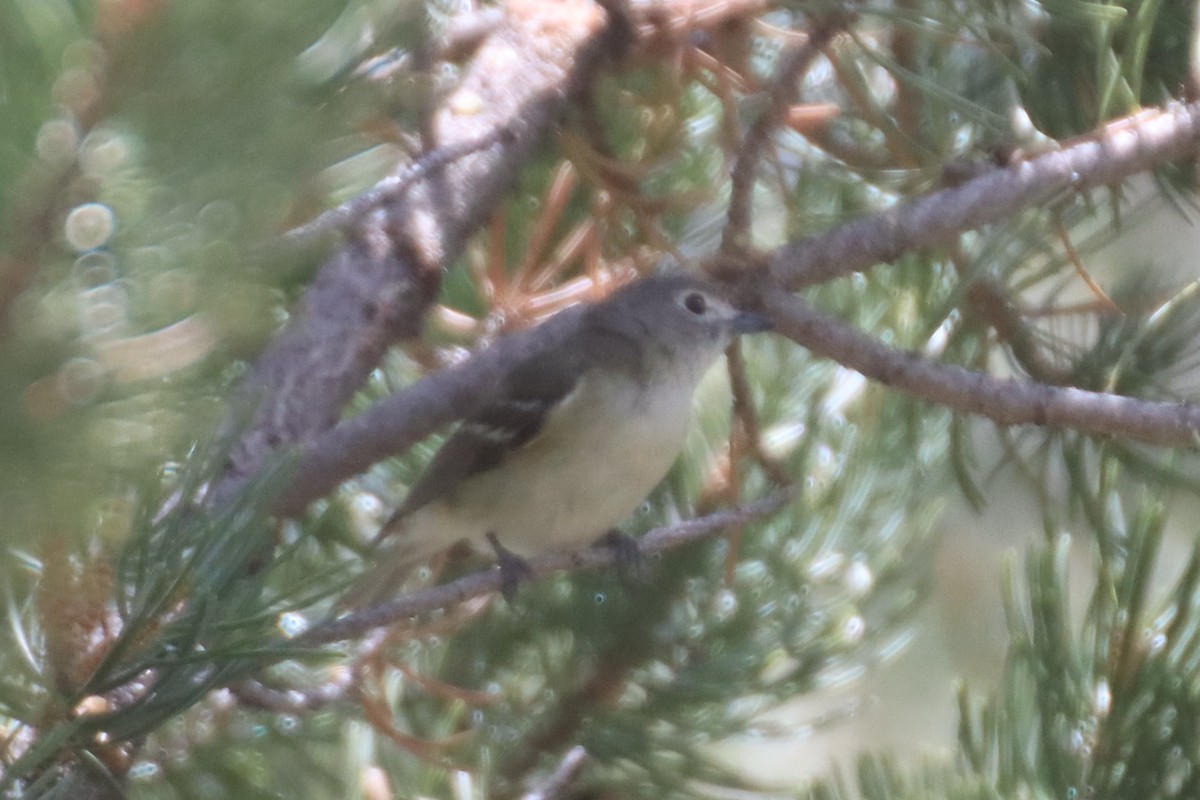 Cassin's Vireo - Kathy Mihm Dunning