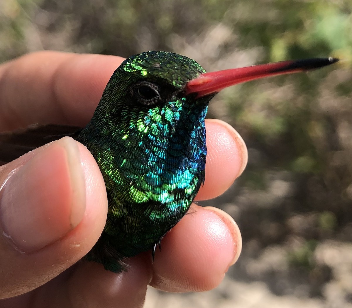 kolibřík lesklobřichý - ML619104068