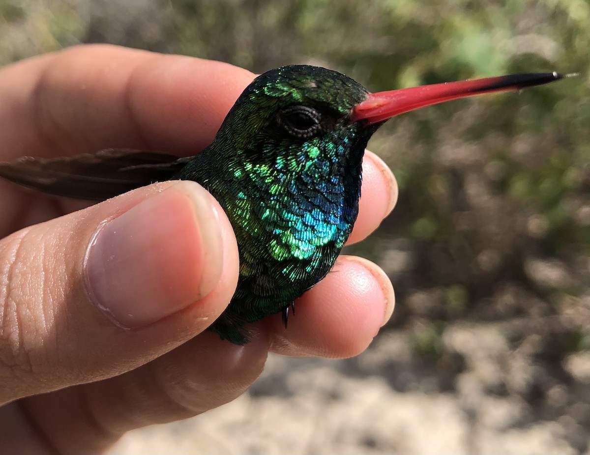 kolibřík lesklobřichý - ML619104070