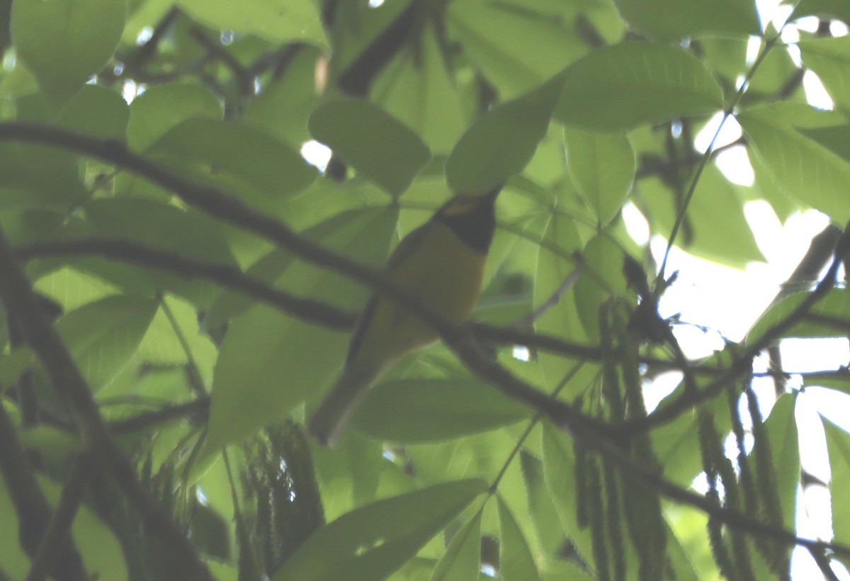 Hooded Warbler - Mark  Brown