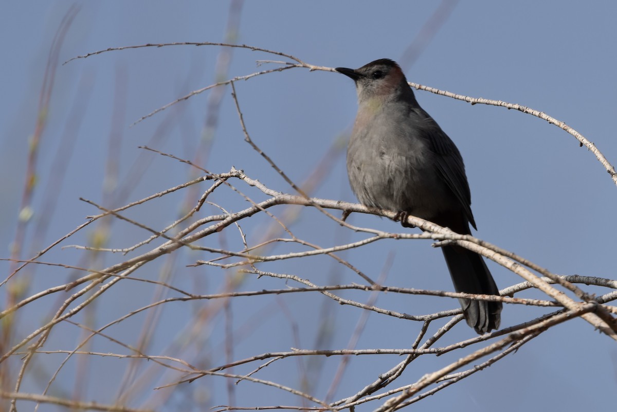 Gray Catbird - ML619104098