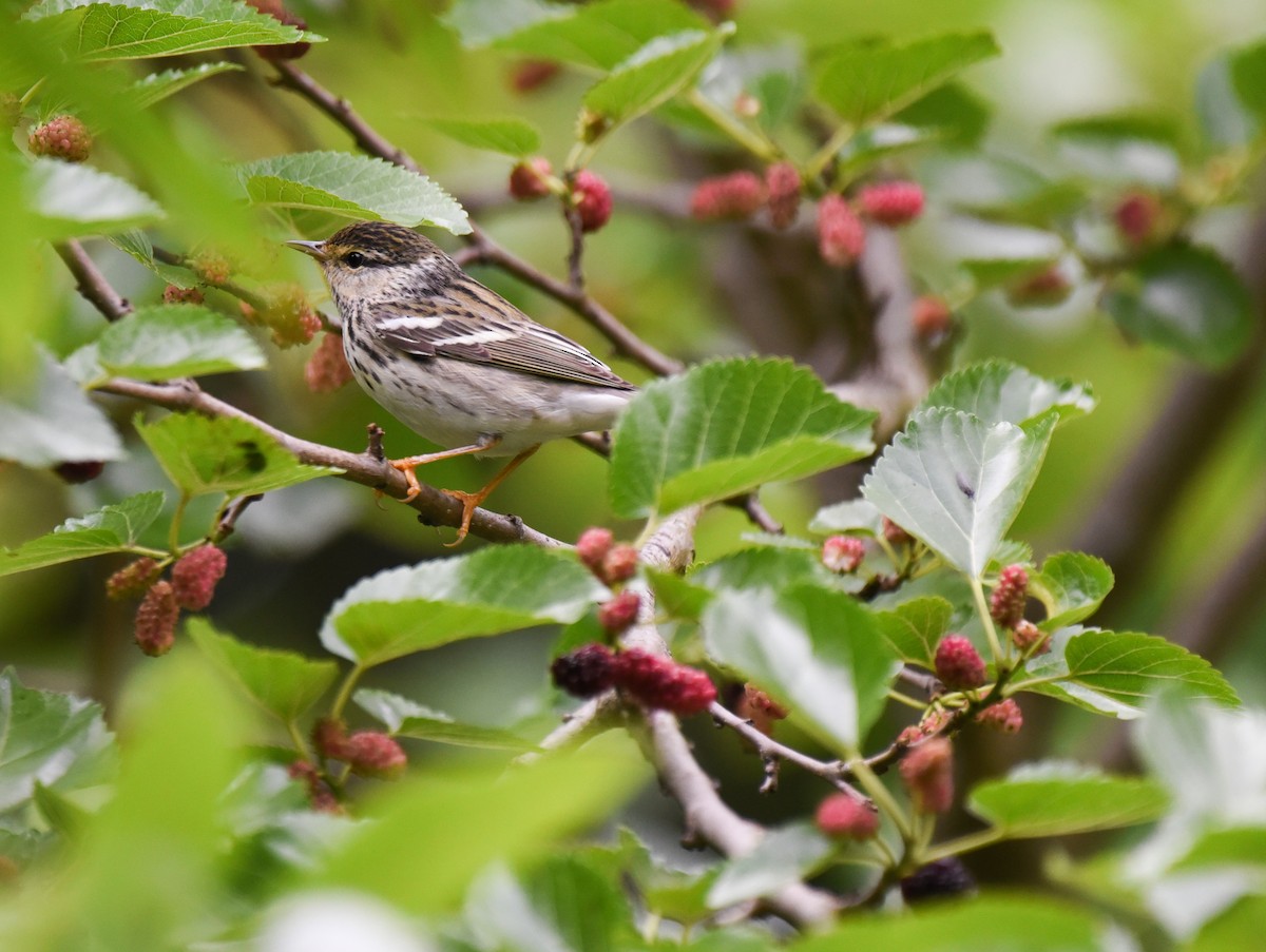 Blackpoll Warbler - Mary Hays