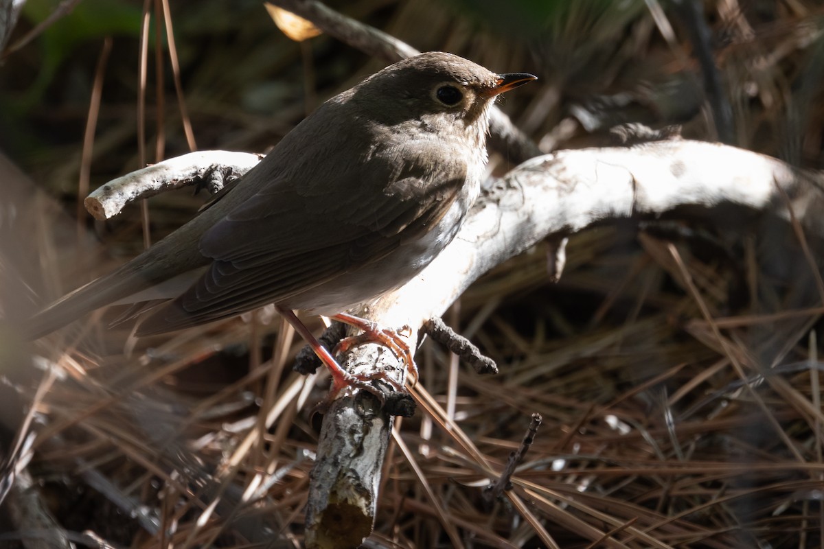 Swainson's Thrush - ML619104107