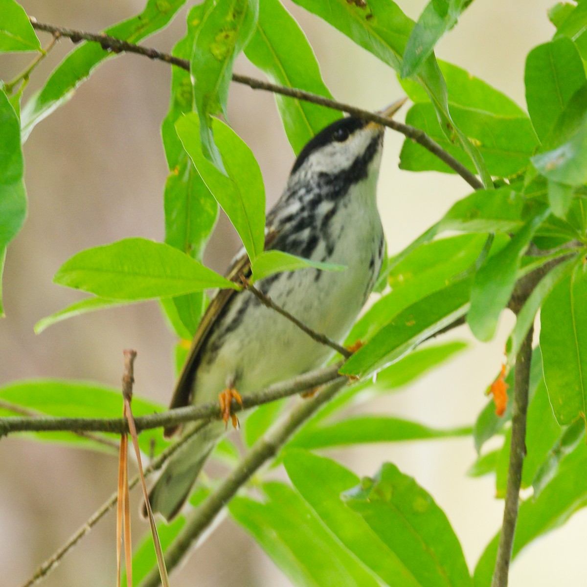 Blackpoll Warbler - Mary Kay Flick