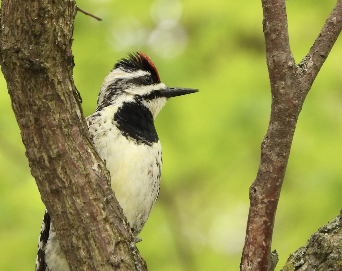 Yellow-bellied Sapsucker - Suzie Bergeron🦅