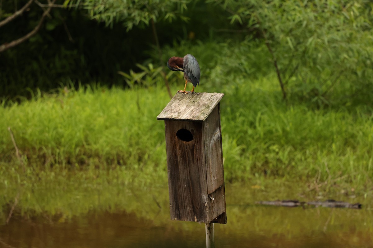 Green Heron - ML619104128