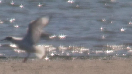 Хүрэн толгойт цахлай - ML619104132