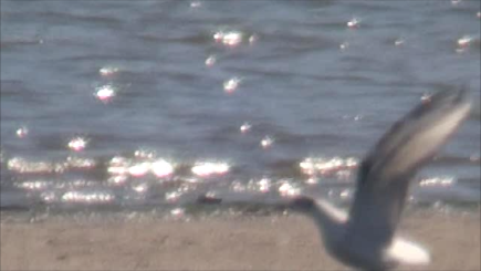 Хүрэн толгойт цахлай - ML619104133