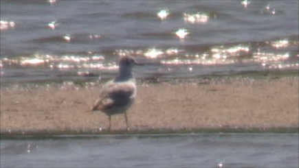 Хүрэн толгойт цахлай - ML619104134