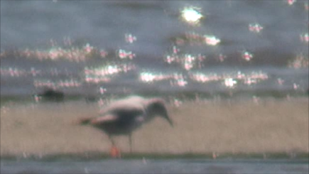 Хүрэн толгойт цахлай - ML619104135