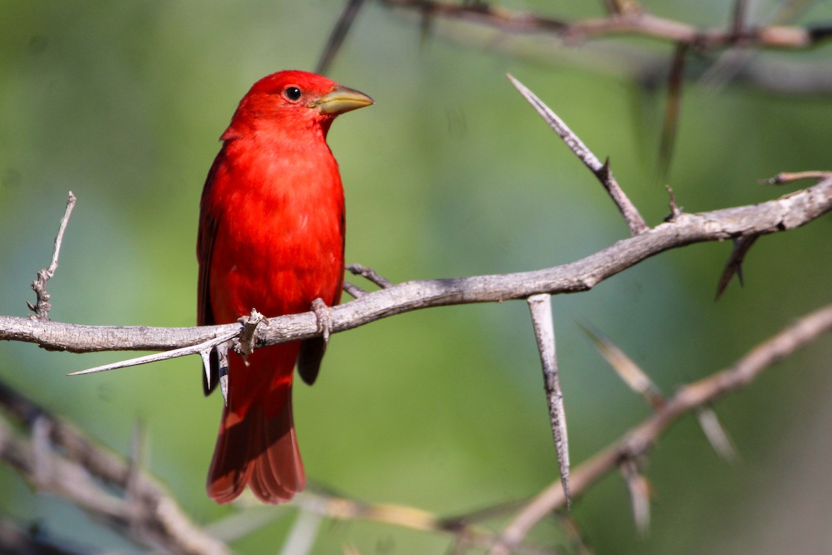 Summer Tanager - John Wilson