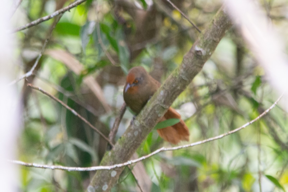 Orange-eyed Thornbird - FABRICIO GRIGOLIN