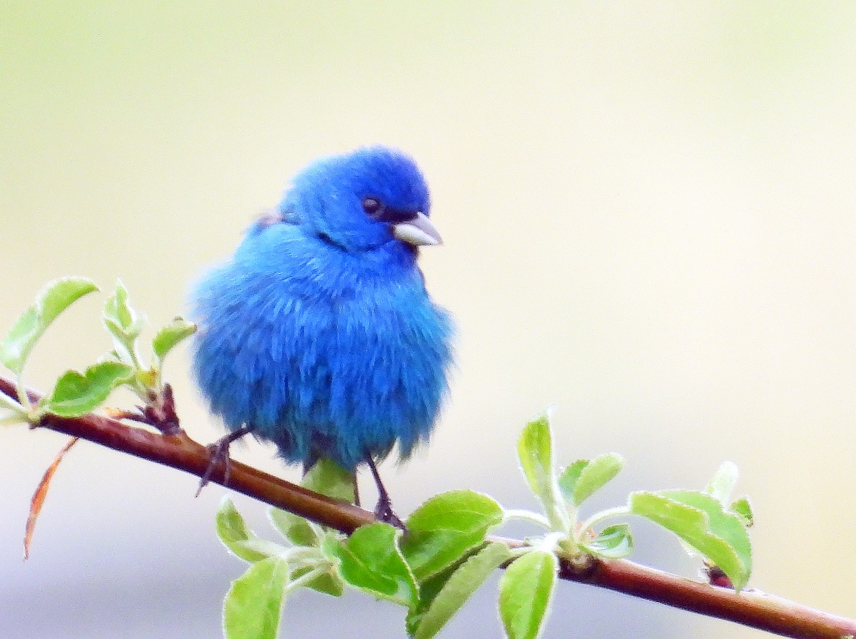 Indigo Bunting - ML619104162