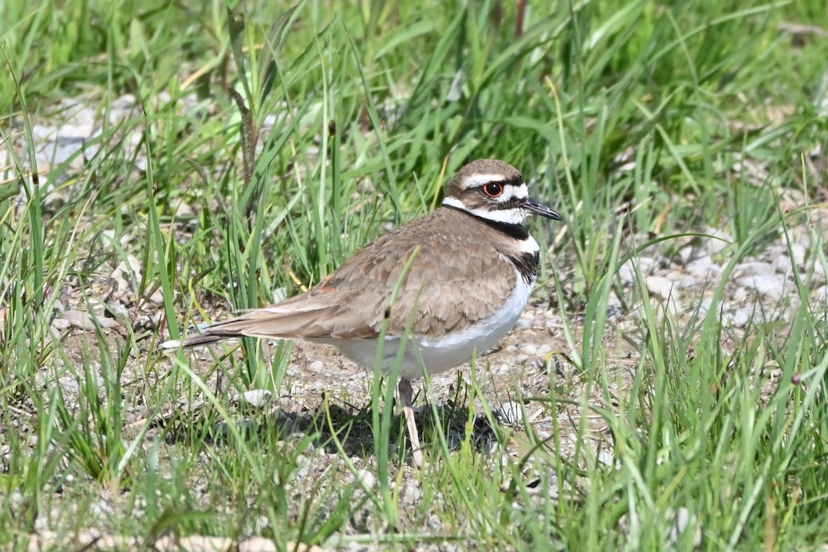 Killdeer - ML619104164