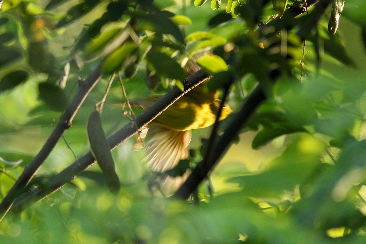 Yellow Warbler - Richard  Lechleitner