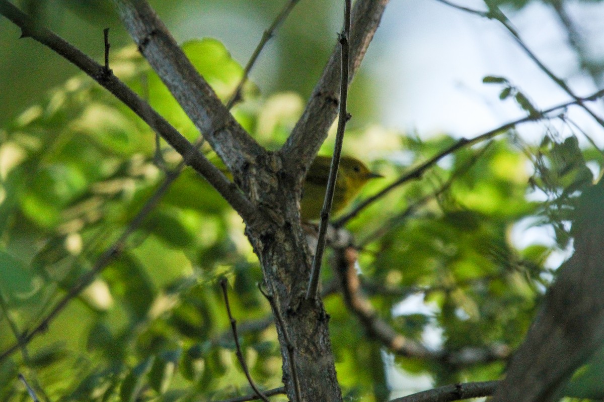 Yellow Warbler - Richard  Lechleitner