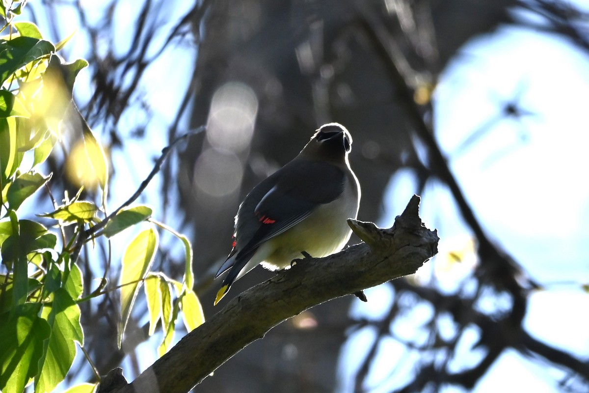 Cedar Waxwing - ML619104206