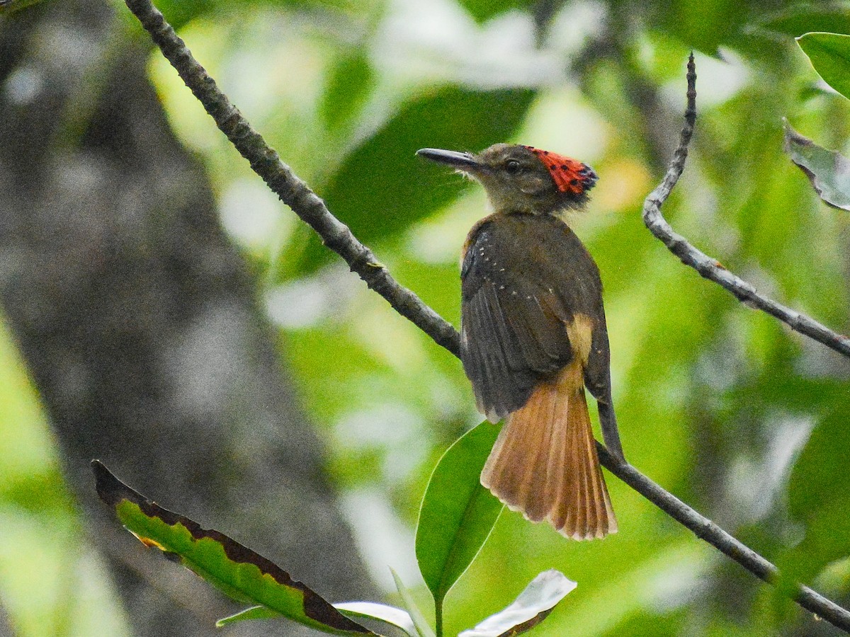 Tropical Royal Flycatcher - ML619104219