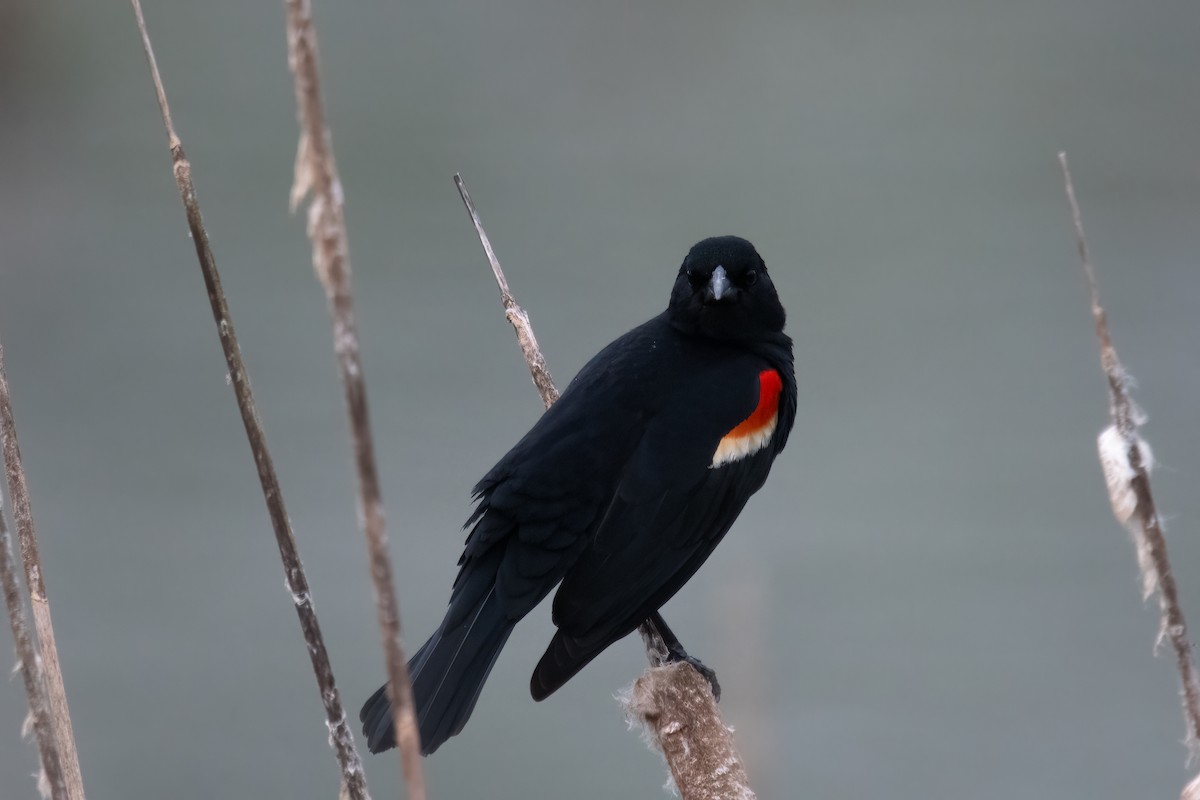 Red-winged Blackbird - Eric Seyferth