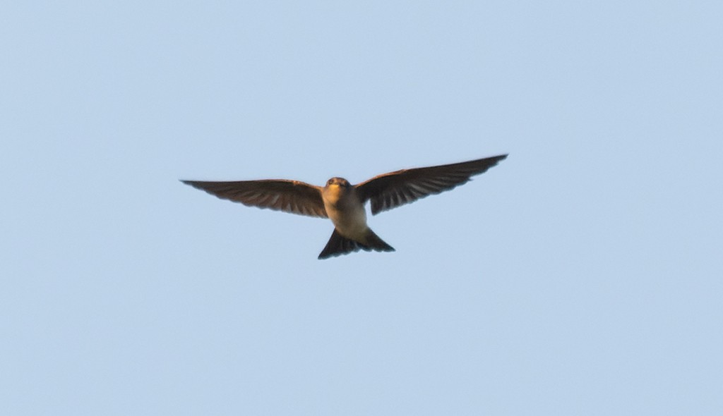 Northern Rough-winged Swallow - manuel grosselet