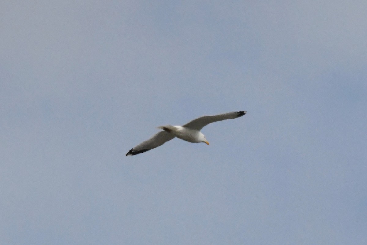 European Herring Gull - Michael Louey