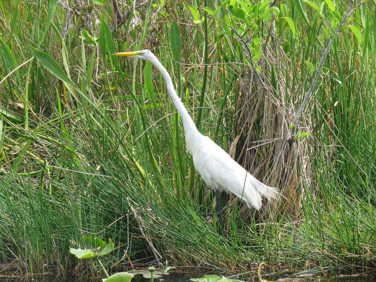 Great Egret - Val Landwehr