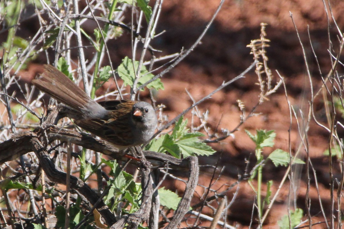Black-chinned Sparrow - John Wilson