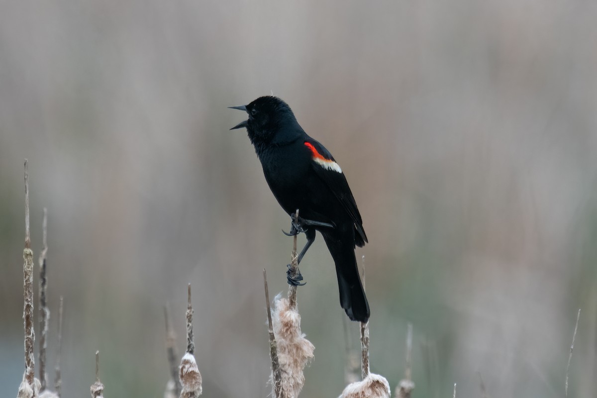 Red-winged Blackbird - Eric Seyferth