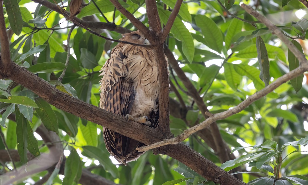 Philippine Eagle-Owl - Paul Fenwick