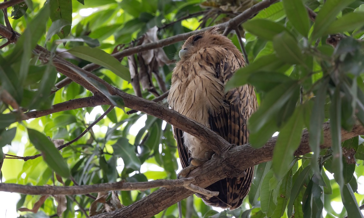 Philippine Eagle-Owl - Paul Fenwick