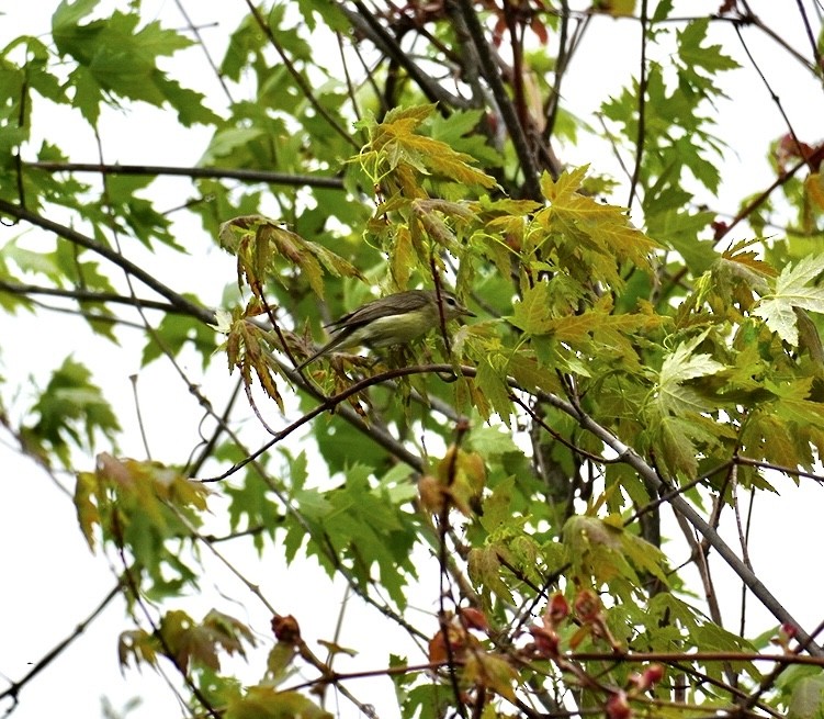 Warbling Vireo - Rachel Orlando