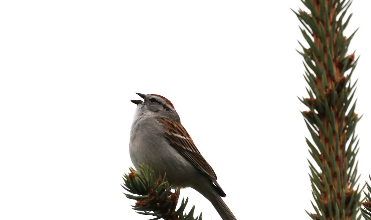 Chipping Sparrow - ML619104268