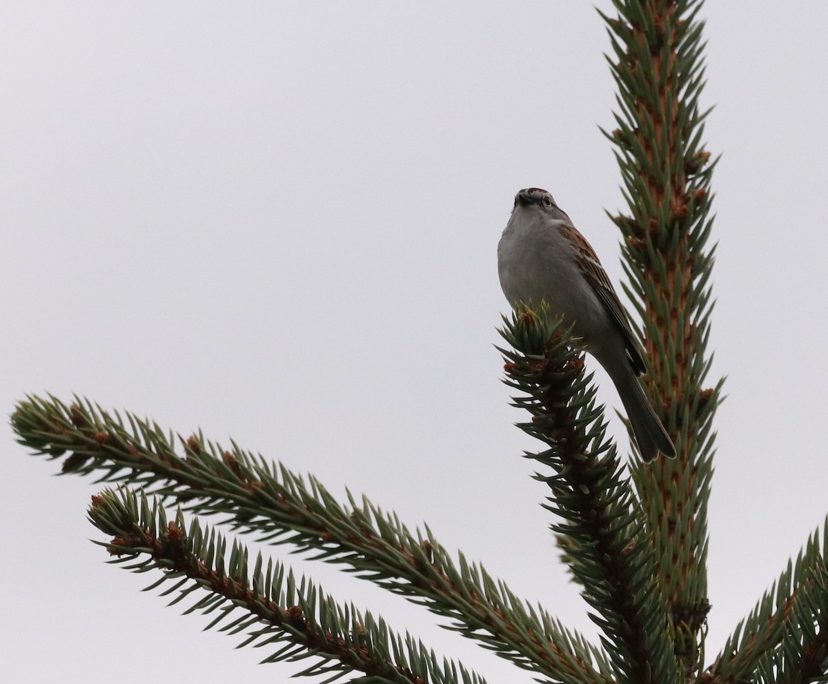 Chipping Sparrow - ML619104269