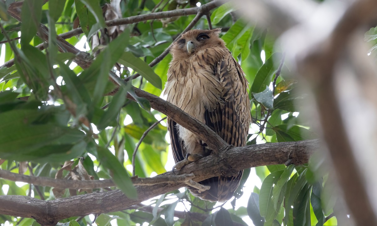 Philippine Eagle-Owl - Paul Fenwick