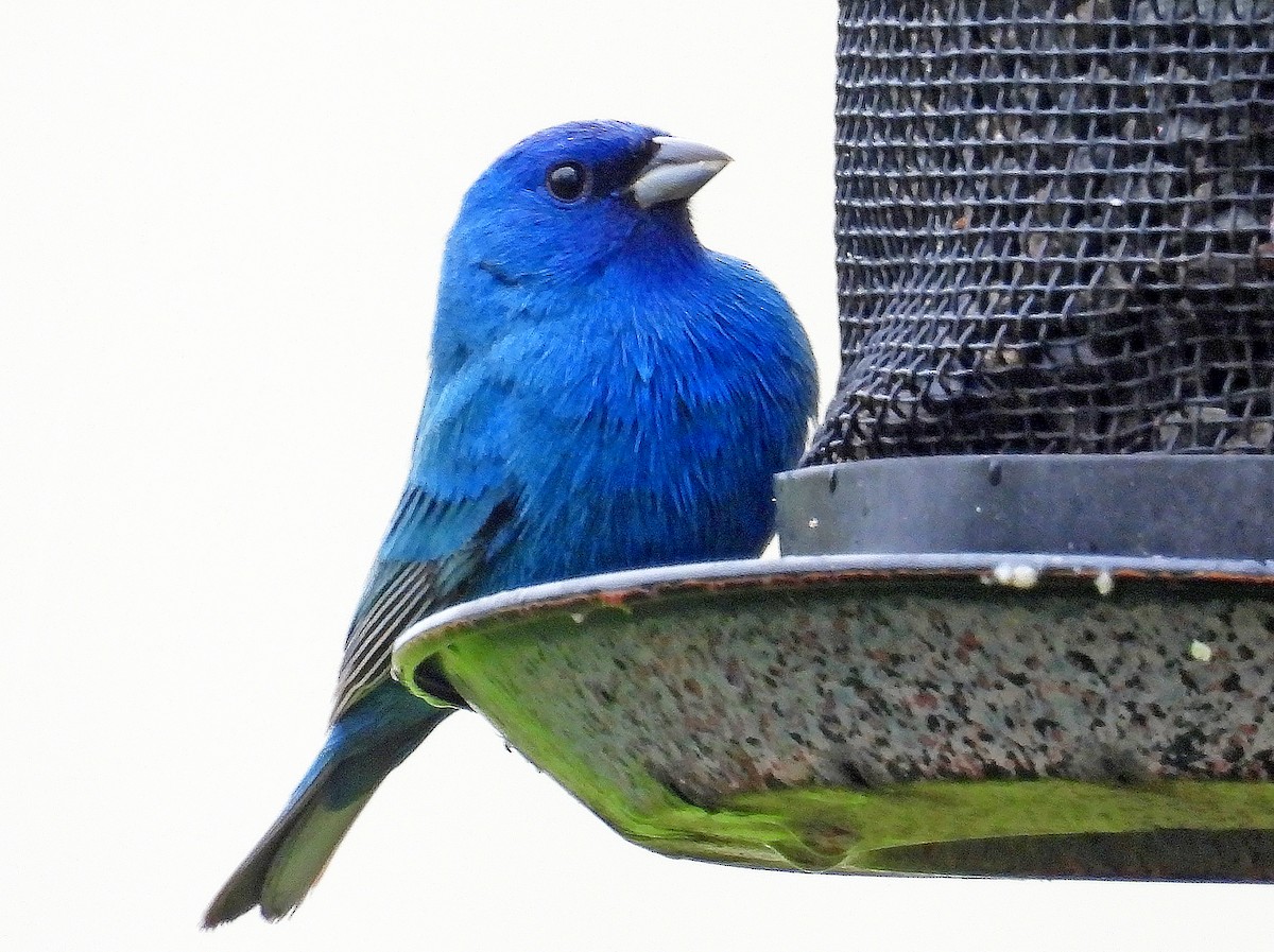 Indigo Bunting - hv hughes