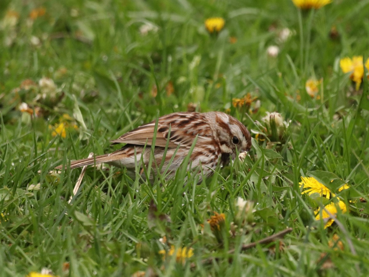 Song Sparrow - ML619104287