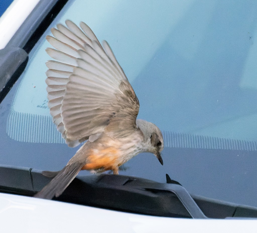 Vermilion Flycatcher - manuel grosselet