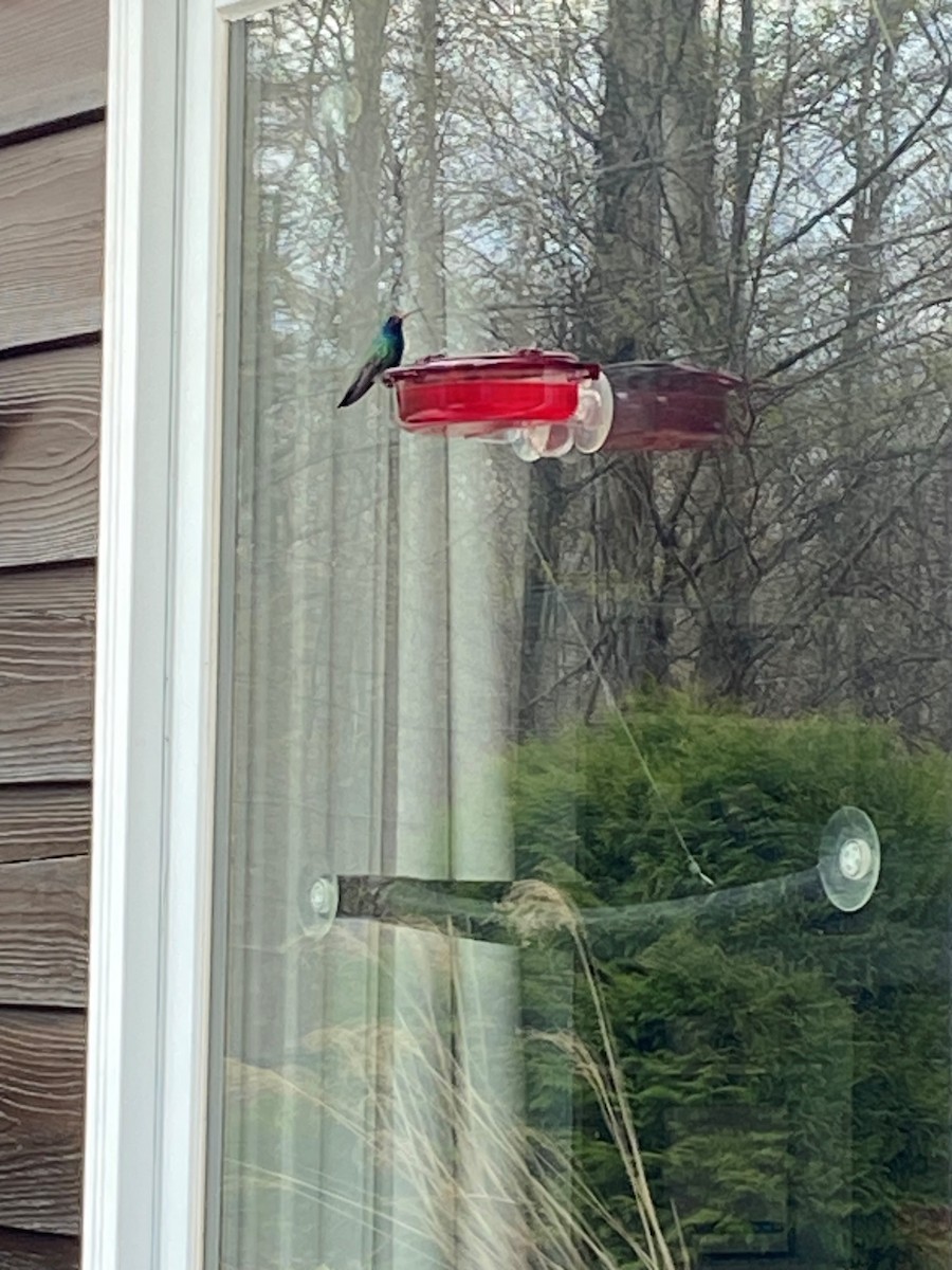 Broad-billed Hummingbird - ML619104315