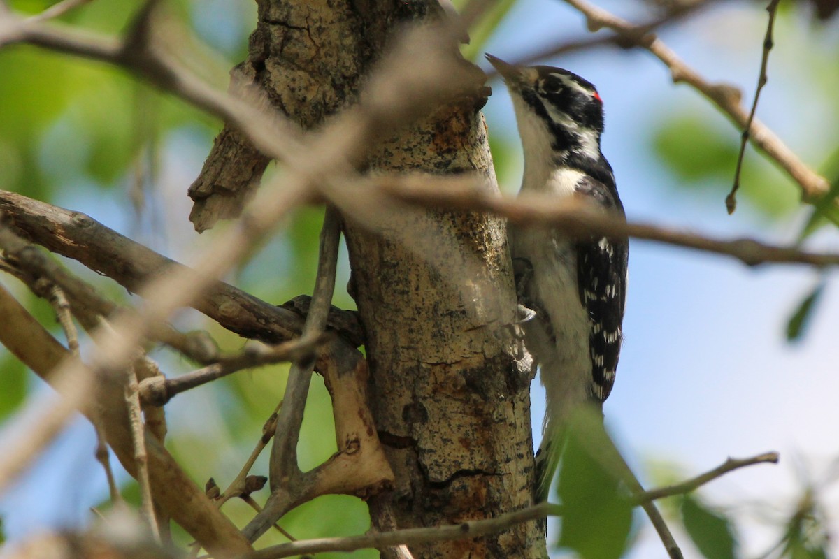 Downy Woodpecker (Rocky Mts.) - John Wilson