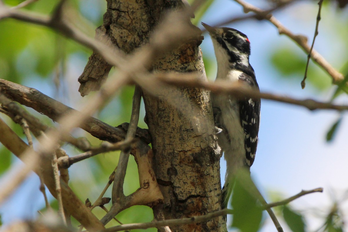 strakapoud osikový (ssp. leucurus/glacialis) - ML619104318