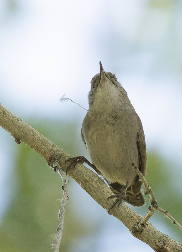 Bewick's Wren - ML619104321