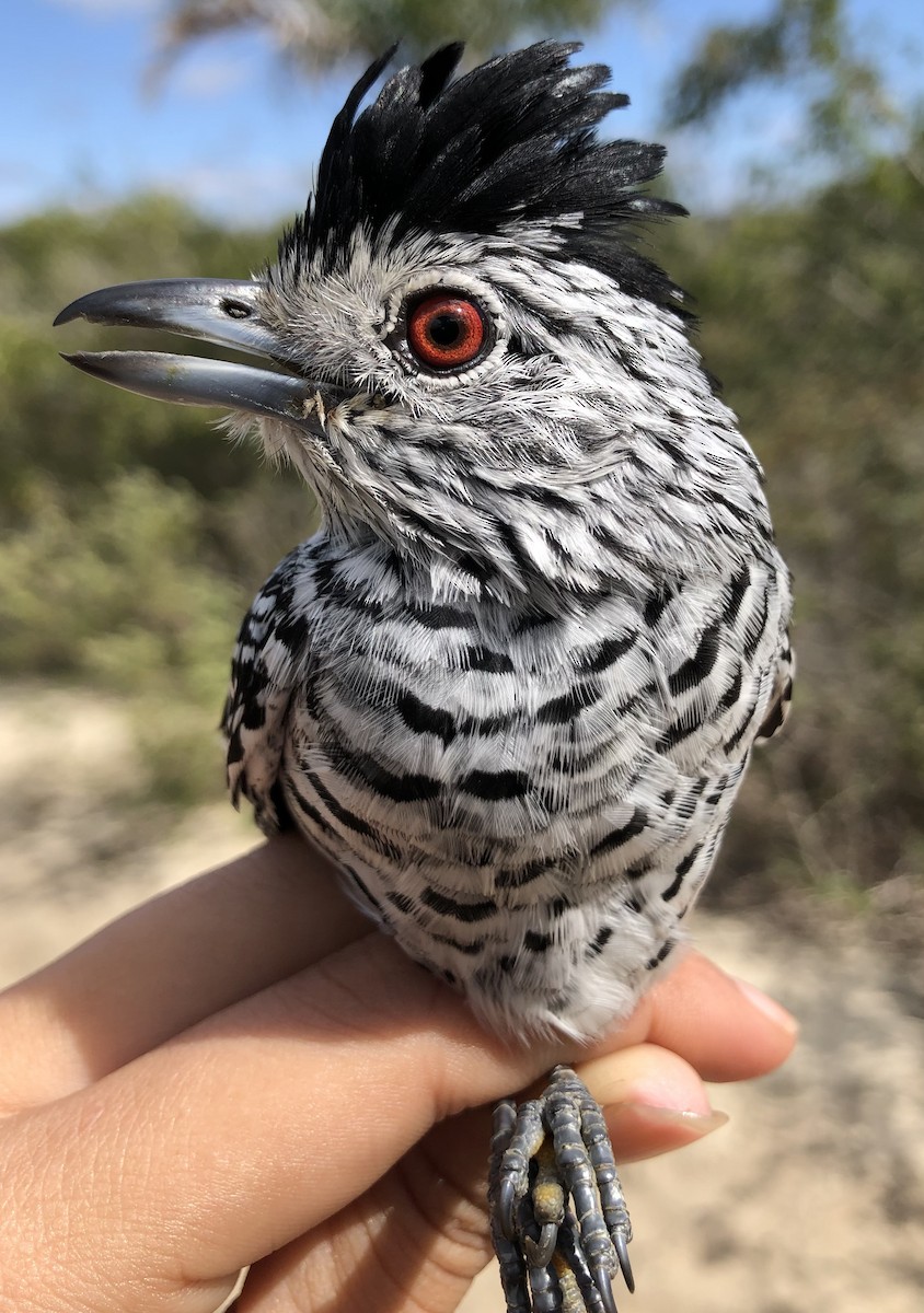 Barred Antshrike (Caatinga) - ML619104325