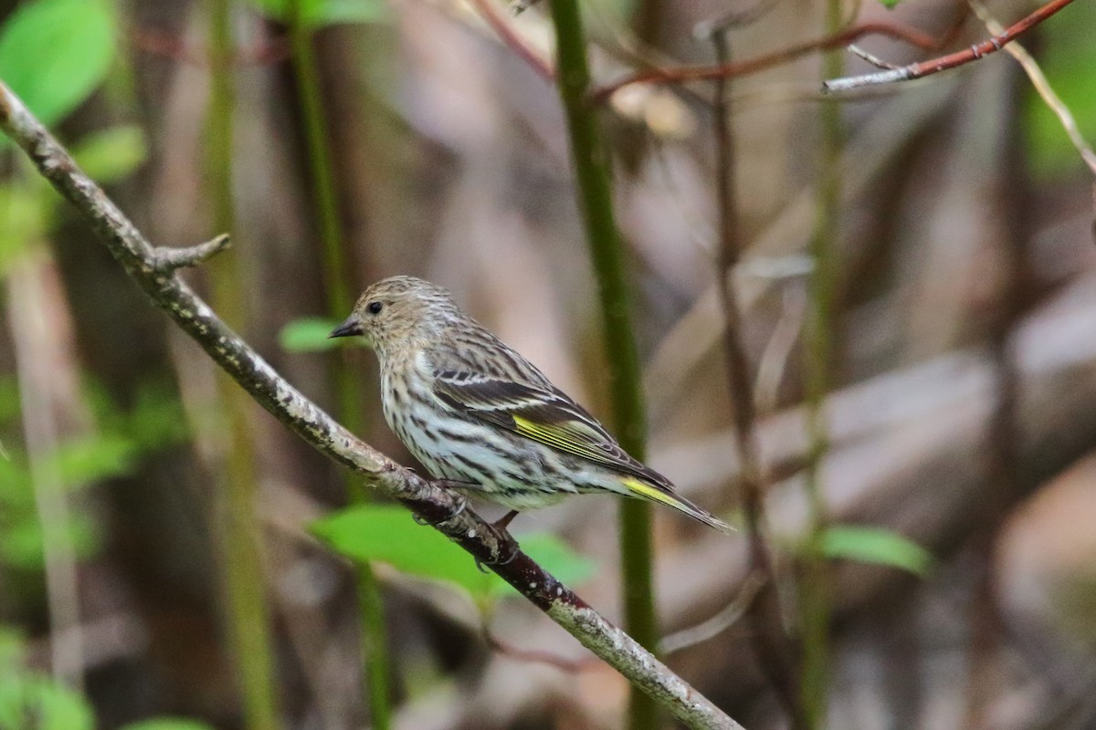 Pine Siskin - Maggie P