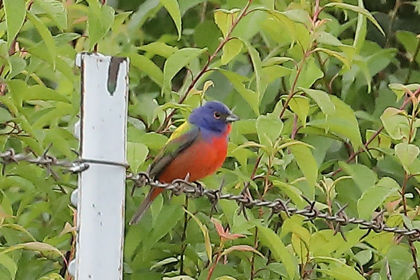 Painted Bunting - ML619104353