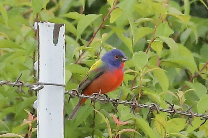 Painted Bunting - ML619104354