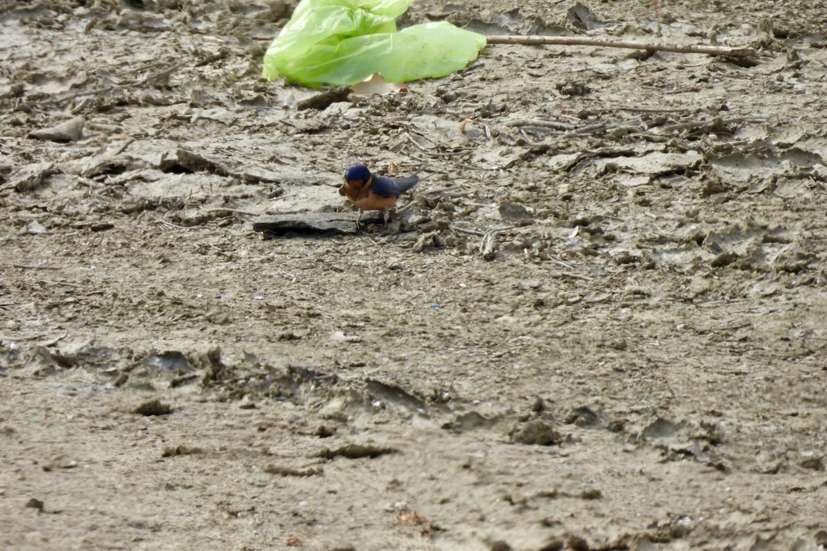 Barn Swallow - Bret Elgersma