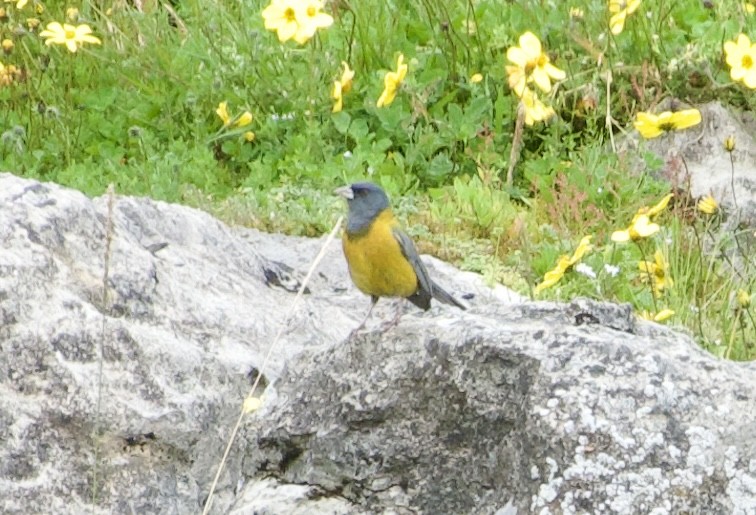 Peruvian Sierra Finch - Frances Oliver