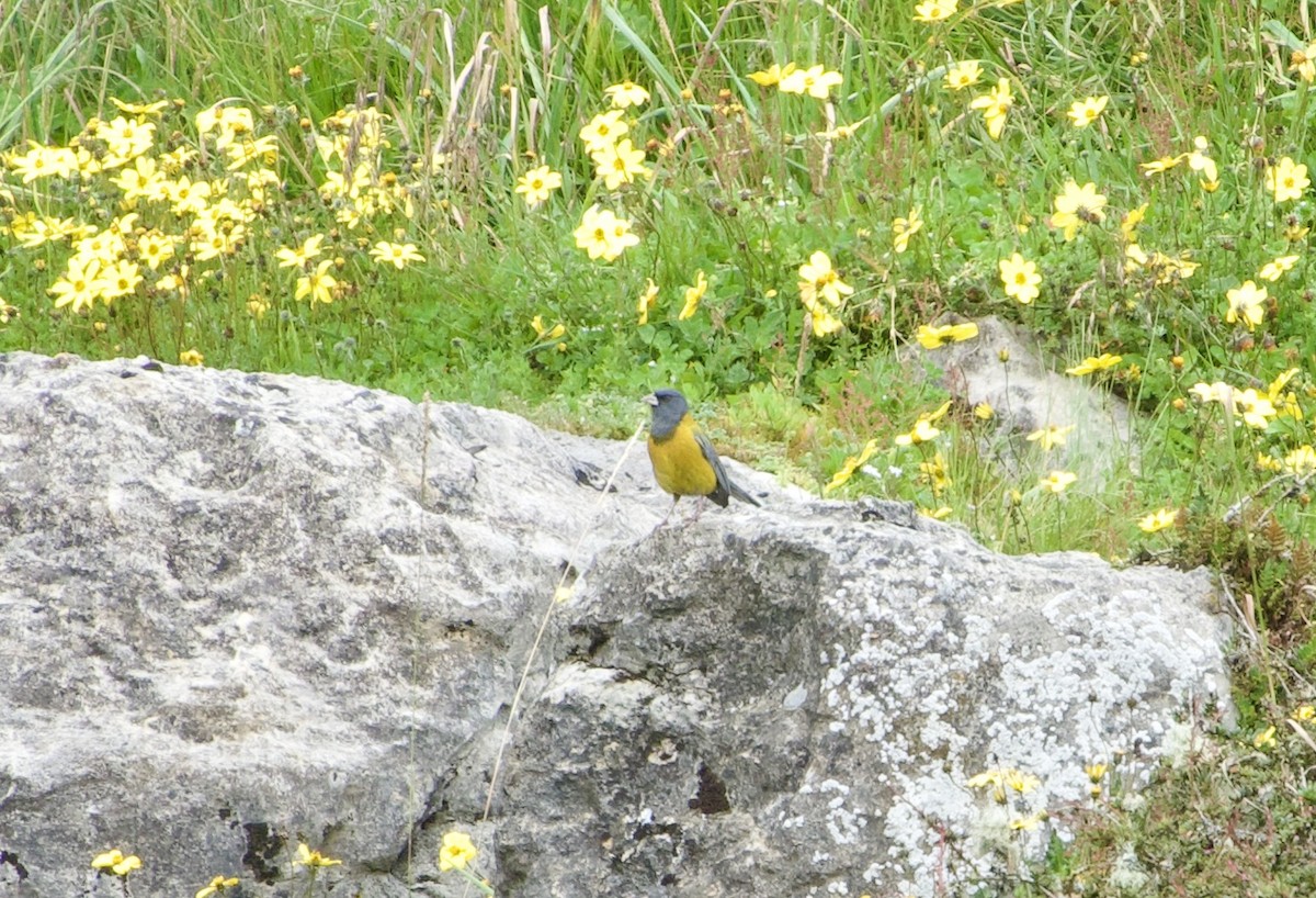 Peruvian Sierra Finch - Frances Oliver